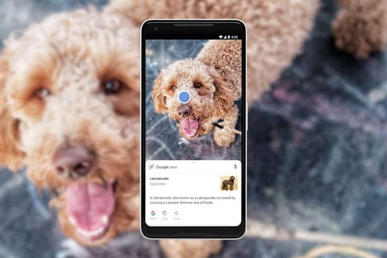 Krullende hond en dezelfde hond op een telefoonscherm in een zoekapp