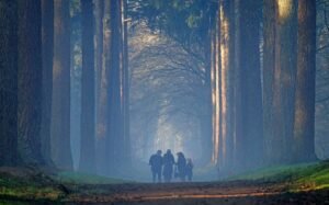 Groepje wandelaars op een pad tussen hoge bomen in de mist
