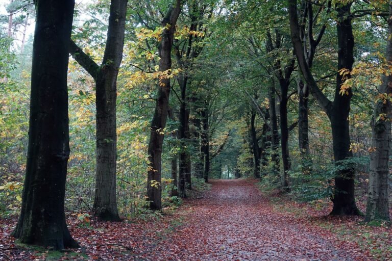 Bospad tussen hoge bomen met afgevallen blad