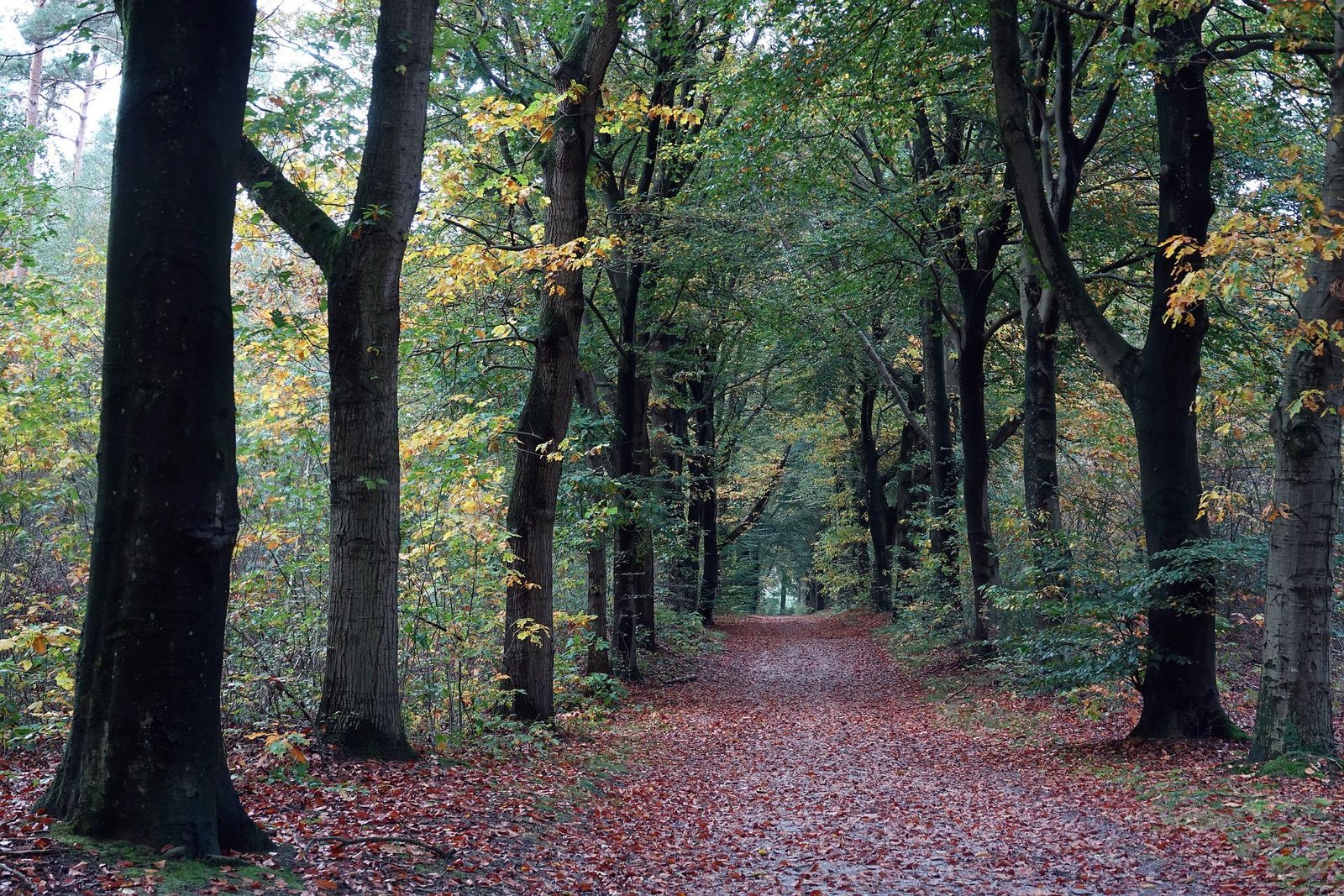 Natuurbegraafplaatsen in Nederland