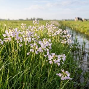 Lichtpaarse pinksterbloemen in het gras langs een slootkant met koeien onscherp op de achtergrond in mei