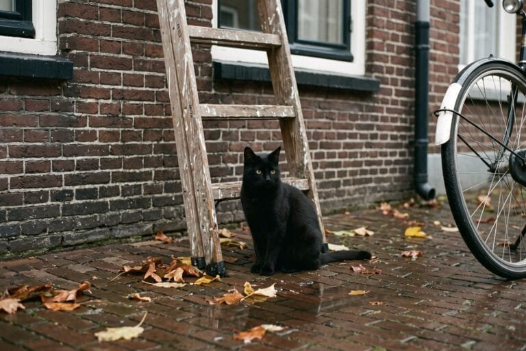 Zwarte kat zit op een stoep van klinkers onder een houten ladder tegen een bakstenen gevel